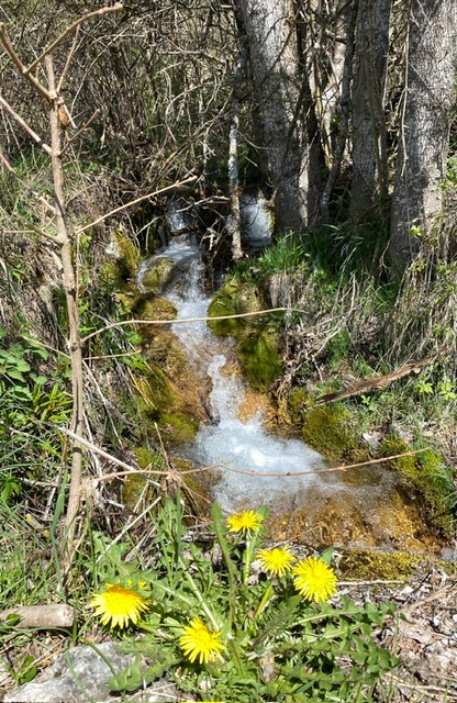 cascade dans la forêt