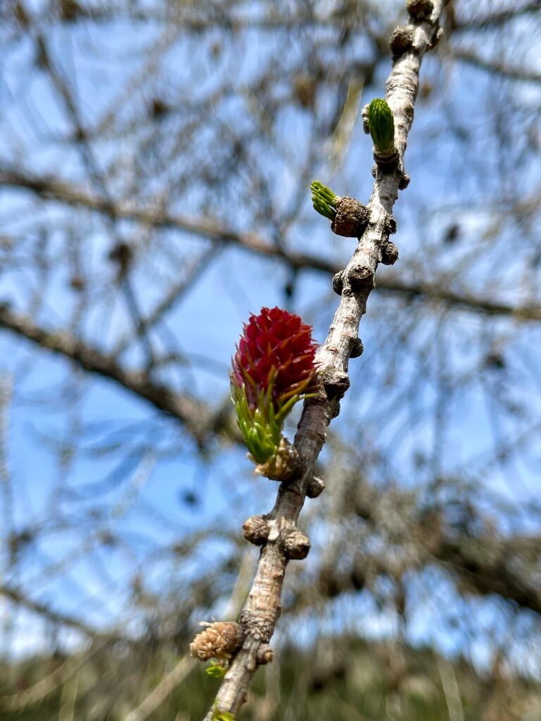 le printemps