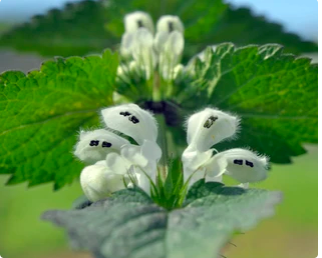 fleurs d'ortie
